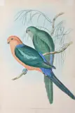 John Gould, Aprosmictus Scapulatus (King Lory), original hand-coloured lithograph