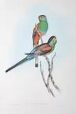 John Gould, Psephotus Pulcherrimus (Beautiful Parrakeet), original hand-coloured lithograph