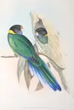 John Gould, Platycercus Semitorquatus (Yellow-Collared Parrakeet), original hand-coloured lithograph