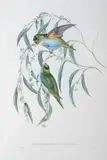 John Gould, Trichoglossus Porphyrocephalus (Porphyry-Crowned Lorikeet), original hand-coloured lithograph
