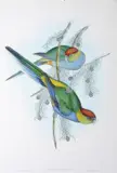 John Gould, Platycercus Pileatus (Red-Capped Parrakeet), original hand-coloured lithograph