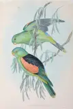 John Gould, Aprosmictus Erythropterus (Red-Winged Lory), original hand-coloured lithograph