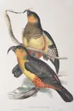 John Gould, Nestor Productus (Phillip Island Parrot), original hand-coloured lithograph