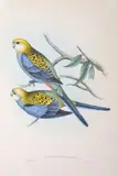 John Gould, Platycercus Palliceps (Pale-Headed Parrakeet), original hand-coloured lithograph