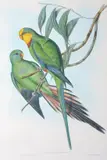 John Gould, Polytelis Barrabandi (Barraband's Parrakeet), original hand-coloured lithograph