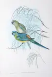 John Gould, Psephotus Haematonotus (Red-Backed Parrakeet), original hand-coloured lithograph
