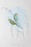 John Gould, Melopsittacus Undulatus (Warbling Grass-Parrakeet)