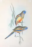 John Gould, Psephotus Haematogaster (Crimson-Bellied Parrakeet)