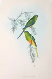 John Gould, Euphema Aurantia (Orange-Bellied Grass-Parrakeet)