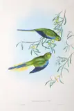 John Gould, Euphema Elegans (Elegant Grass-Parrakeet)