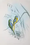 John Gould, Euphema Pulchella (Chestnut-Shouldered Grass-Parrakeet)