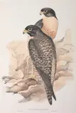 John Gould, Falco Melanogenys (Black-Cheeked Falcon)