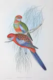 John Gould, Platycercus Pennantii (Pennants Parakeet)