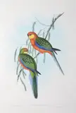 John Gould, Platycercus Icterotis (The Earl of Derby's Parrakeet)