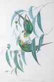 John Gould, Lathamus Discolor (Swift Lorikeet)