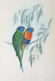 John Gould, Trichoglossus Swainsonii (Swainson's Lorikeet)