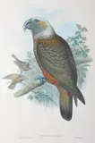 John Gould, Nestor Hypopolius (Ka-Ka Parrot)