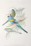 John Gould, Psephotus Chrysopterygius (Golden-Backed Parrakeet)