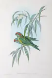 John Gould, Trichoglossus Concinnus (Musky Lorikeet)