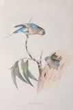John Gould, Euphema Bourkii (Bourke's Grass-Parrakeet)
