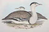 John Gould, Otis Australasianus (Australian Bustard)