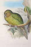 John Gould, Strigops Habroptilus (Kakapo)