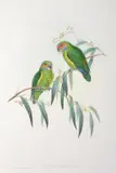 John Gould, Cyclopsitta Coxeni (Coxen's Fig Parrot)