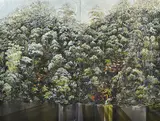 Robert Johnson, The D'Entrecasteaux Channel, oil on linen