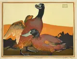 Murray Griffin, Wild Duck