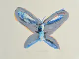 White Rabbit Butterfly by Charles Blackman, screenprint AP XI, sold Aug 2015