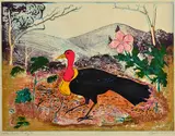 John Taylor, The Bush Turkey, linocut 5/6