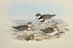 Hiaticula Bicincta (Double-Banded Dottrel) by John Gould, lithograph, sold Aug 2015