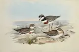 John Gould, Hiaticula Bicincta (Double-Banded Dottrel), lithograph