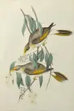 John Gould, Myzantha Lutea (Honey eater), lithograph