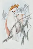 John Gould, Major Mitchell's Cockatoo (Cacatua Leadbeateri) hand-coloured lithograph, lithograph
