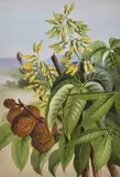 Ellis Rowan, Aesculus Octandra Flava (Yellow Buckey) gouache on paper