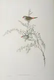 Red-Eyebrowed Finch (Estrelda Temporalis) hand-coloured lithograph 51.5 x 35cm by John Gould, lithograph, sold Feb 2015