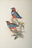 Macklot's Pitta (Pitta Mackloti) hand-coloured lithograph 51.5 x 35cm by John Gould, lithograph, sold Feb 2015