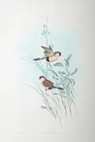 White-eared Grass Finch (Poephila Leucotis) hand-coloured lithograph 51.5 x 35cm by John Gould, lithograph, sold Feb 2015