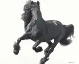 Lawrence Starkey, Running Free 2 - Black Friesian, oil on canvas