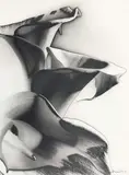 Arum Lilies 1939 by Max Dupain, 1939, silver gelatin photograph, offered Mar 2015