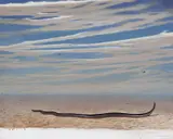 Tim Storrier, Red Belly + Distance 2000