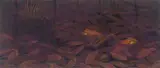 Lin Onus, Frogs