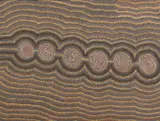 George Yapa Tjangala, Untitled 1986, 1986, synthetic polymer paint on canvas