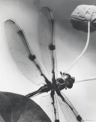 Dragonfly by Max Dupain, silver gelatin photograph, sold Sep 2014
