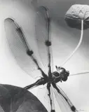 Max Dupain, Dragonfly