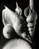Max Dupain, The Shells c1930s vintage print