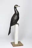 Stu James, Giant Cormorant 2009, 2009, oil on copper