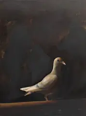 Rachael Hooper, Big Dark Pigeon 2008, 2008, oil on board