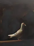 Rachael Hooper, Big Dark Pigeon 2008, 2008, oil on board